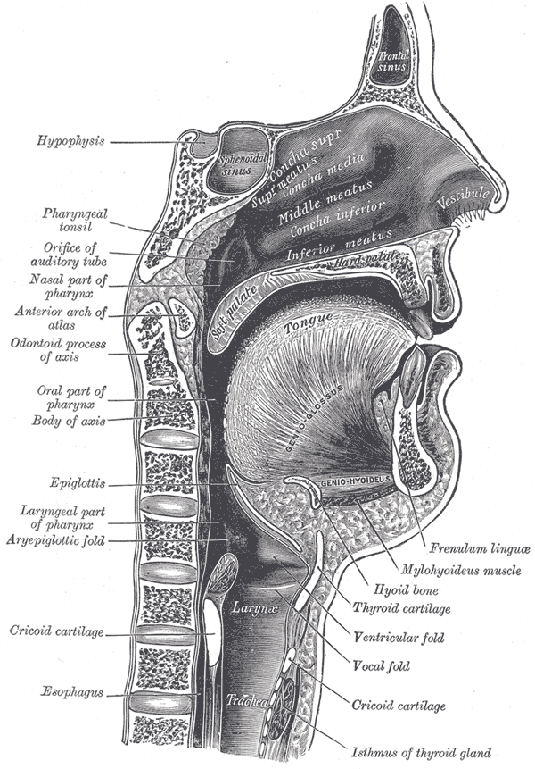 danielle kathrein recommends deep throat throat bulge pic