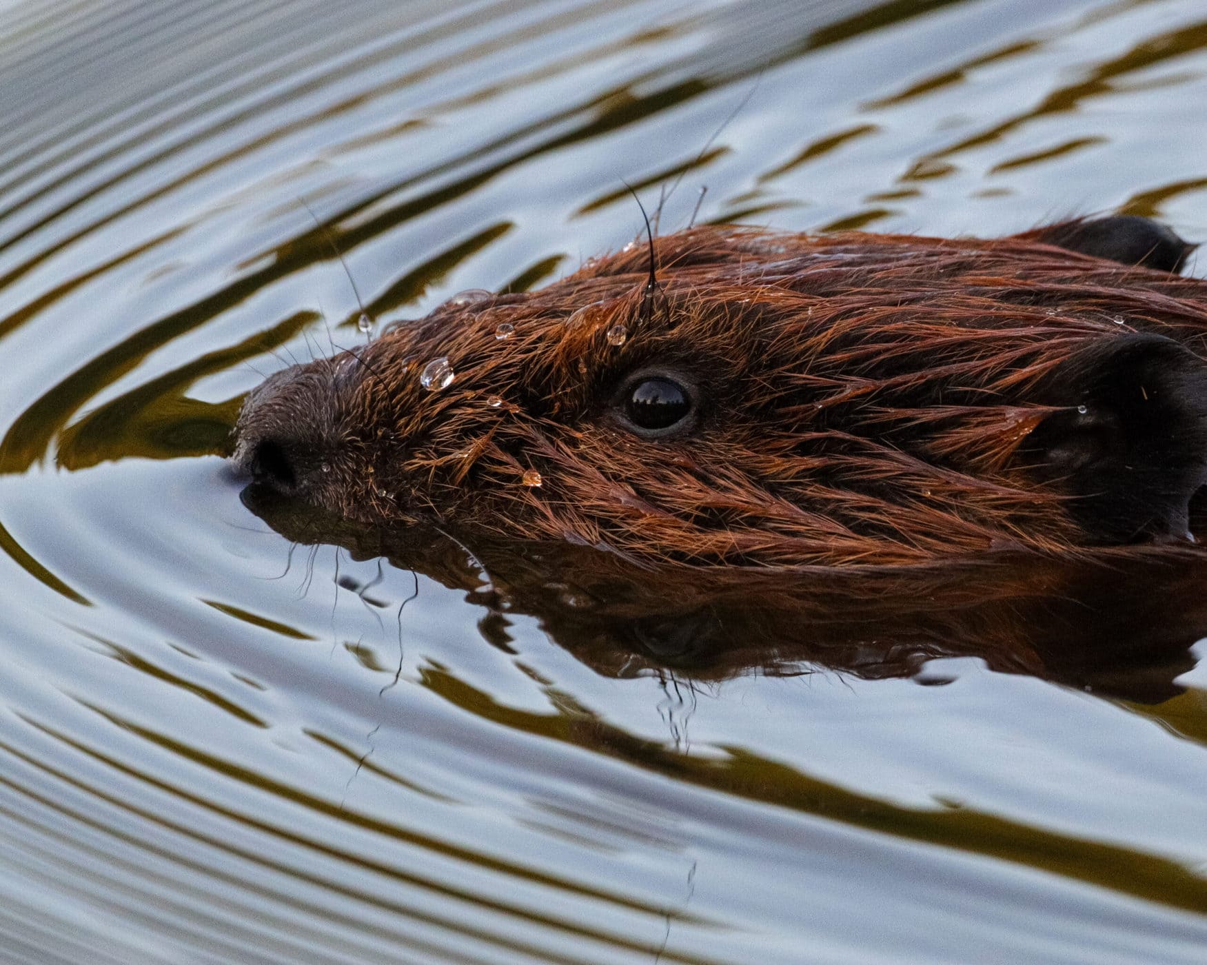 altin bello recommends trimmed beaver pic