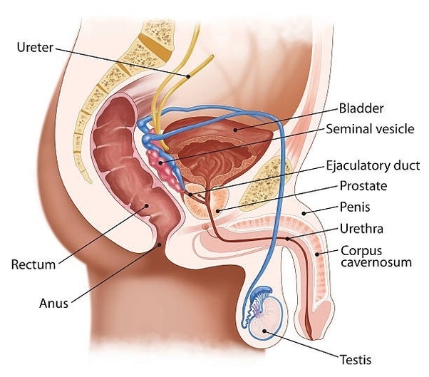 arturo jauregui recommends Prostate Stimulation Stories