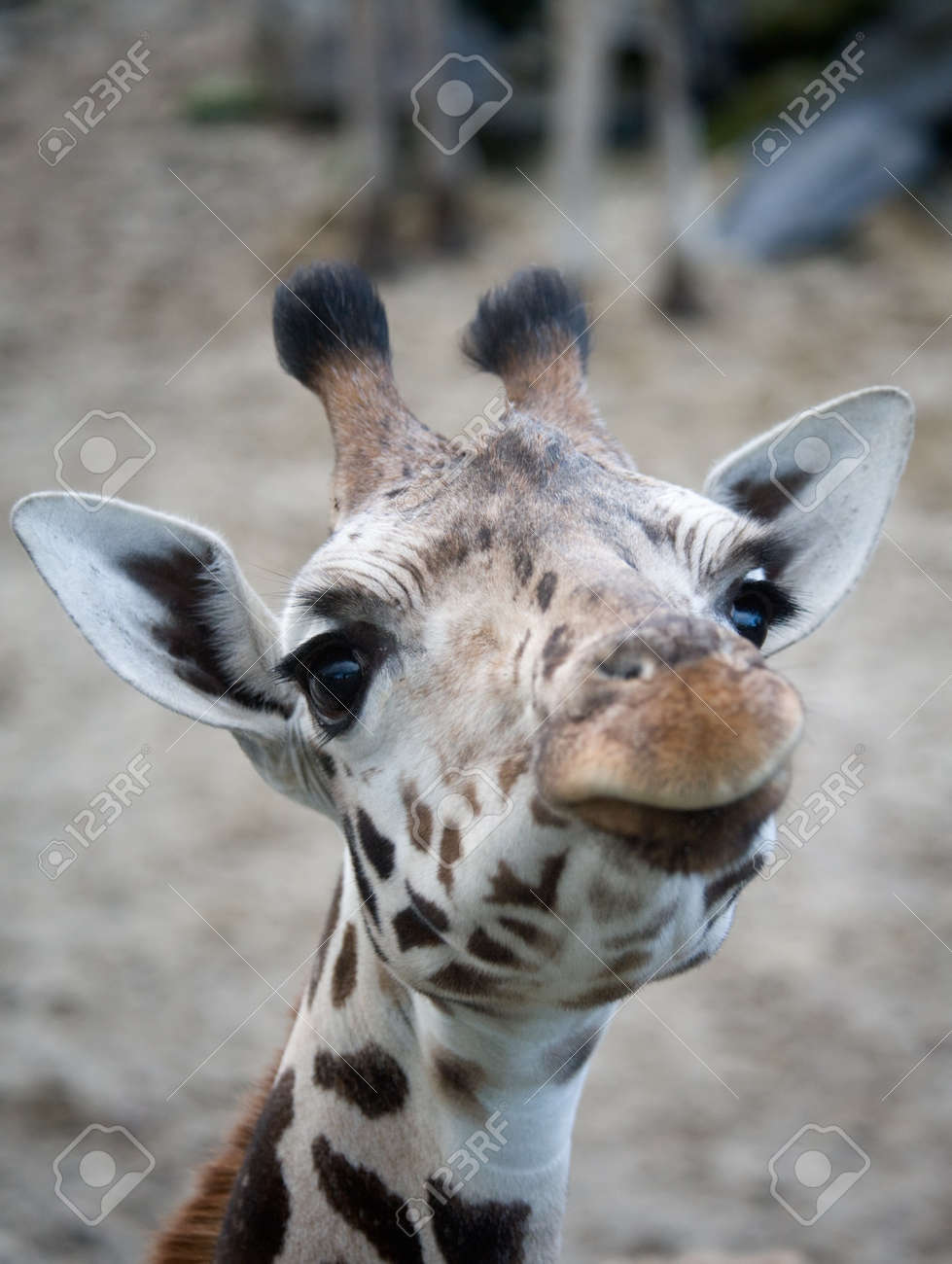 adina feldman add cutegiraffe cam photo