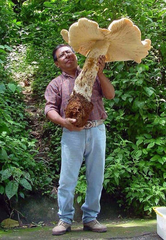 huge mushroom head