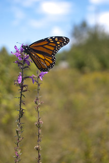 abz man recommends dominika butterfly pic