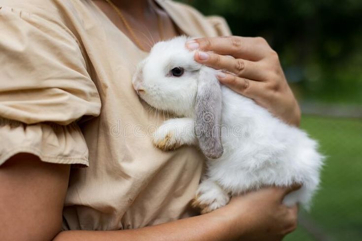 asian bunnies