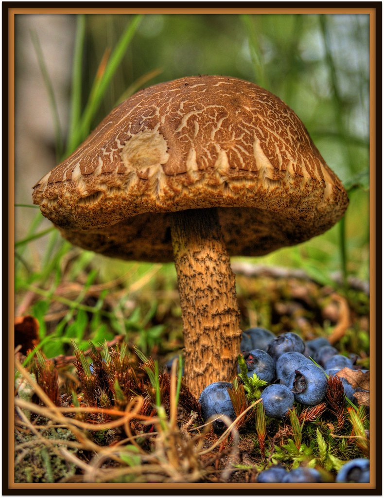 christine bradberry recommends Huge Mushroom Head