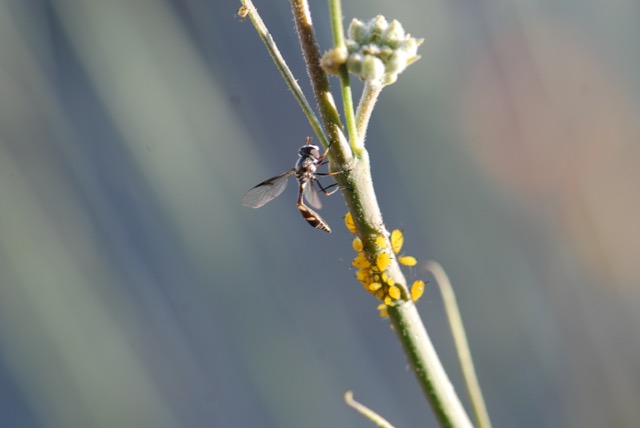 O Dio Insect aventura poringa