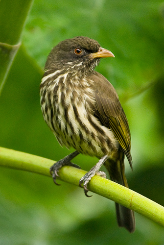 big tit dominican