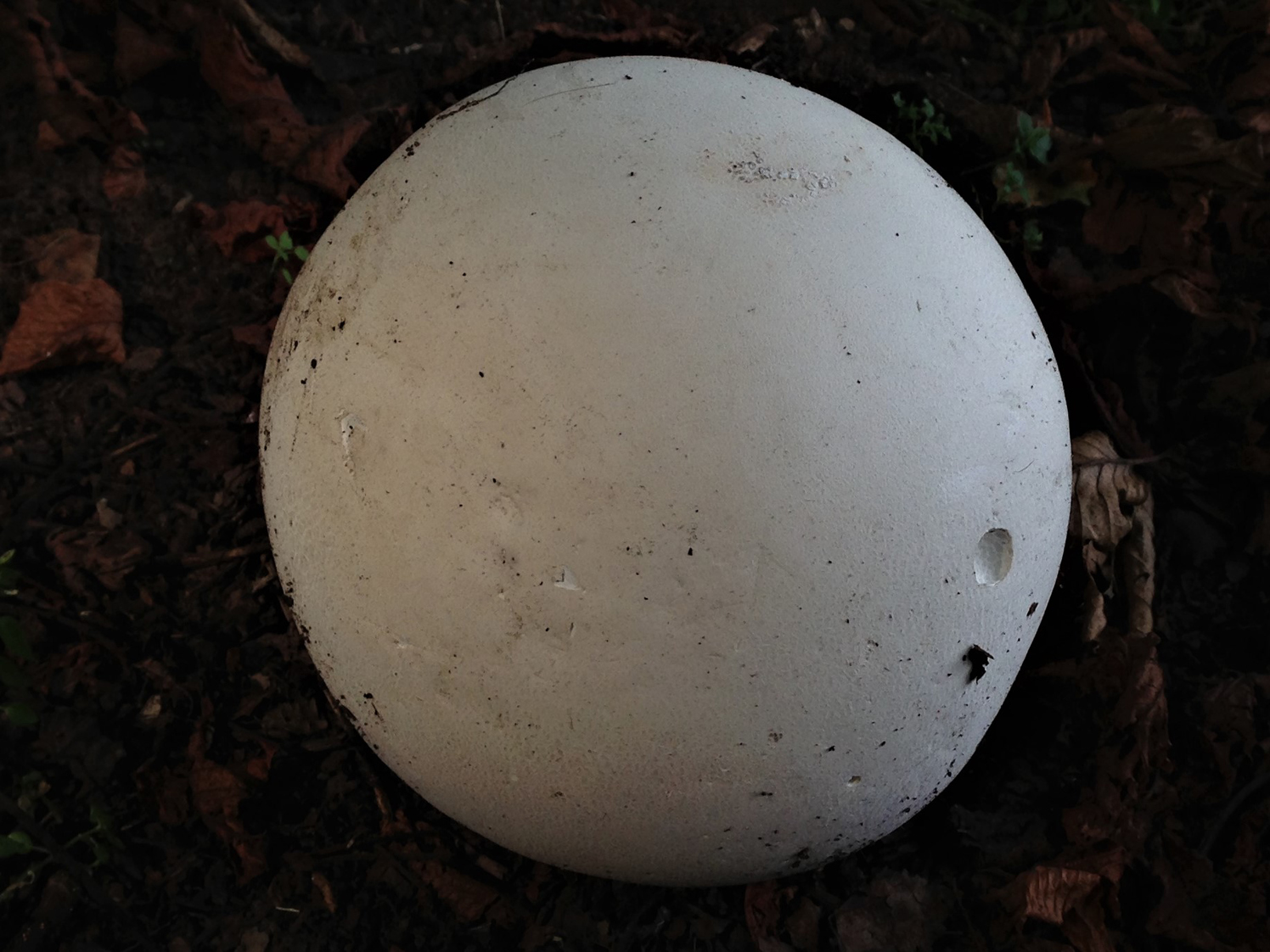 daz cutts recommends Huge Mushroom Head